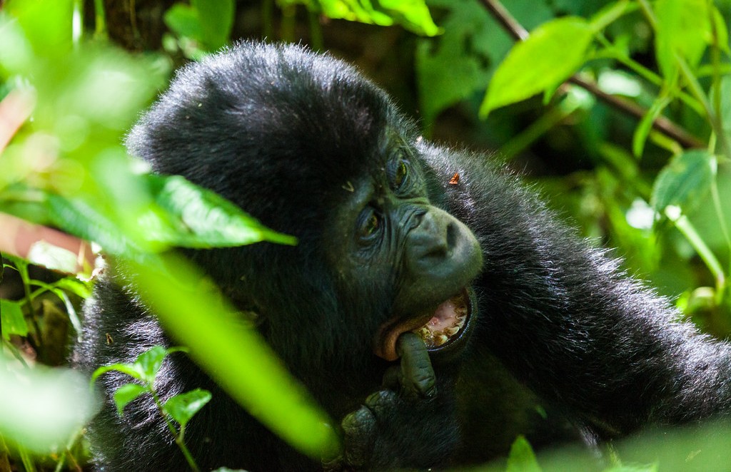 Gorilla trekking and hiking in Mgahinga
