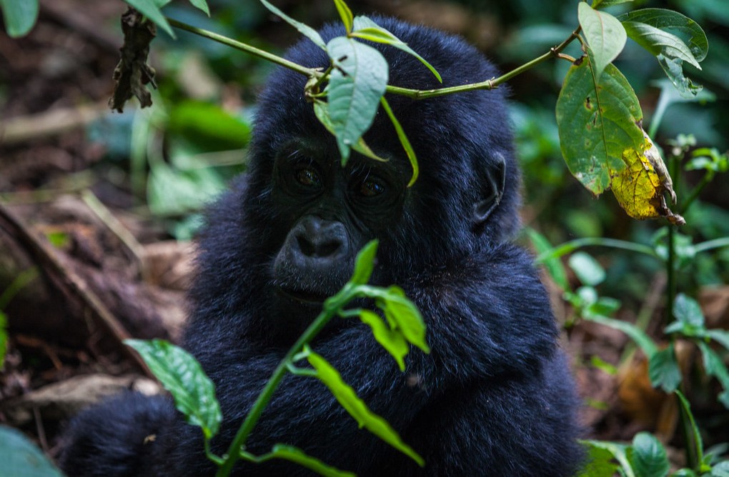 Gorilla trekking in Mgahinga Gorilla National Park is one of Uganda`s most remarkable wildlife experiences