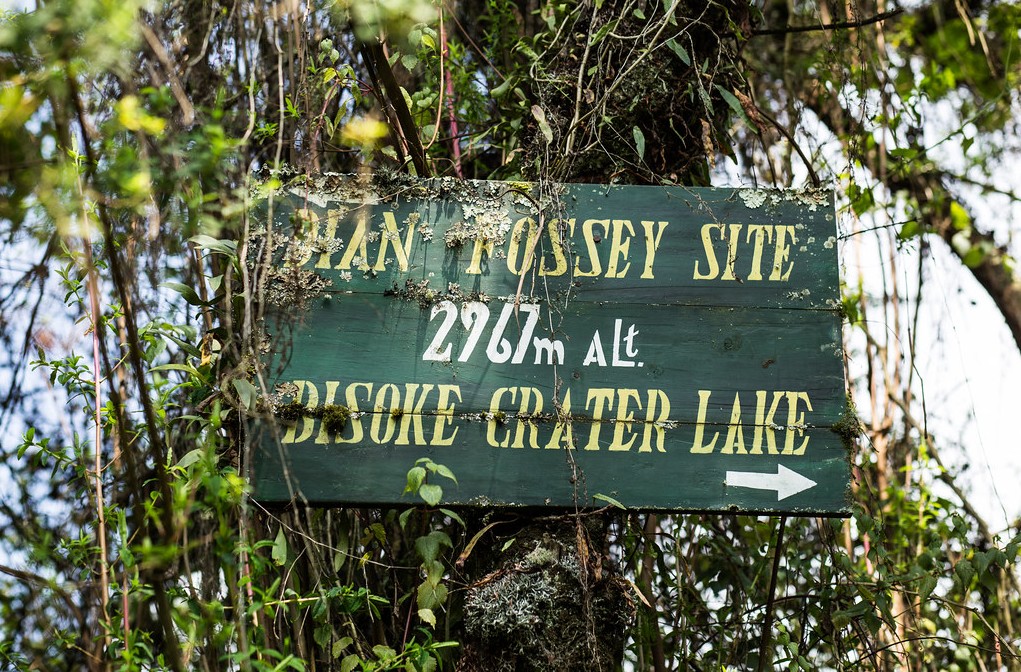 Hiking mountain Bisoke in Rwanda