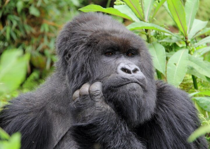 Hirwa Gorilla family borrows its name from Hirwa, a native Kinyarwanda word that translates into “Luck,”