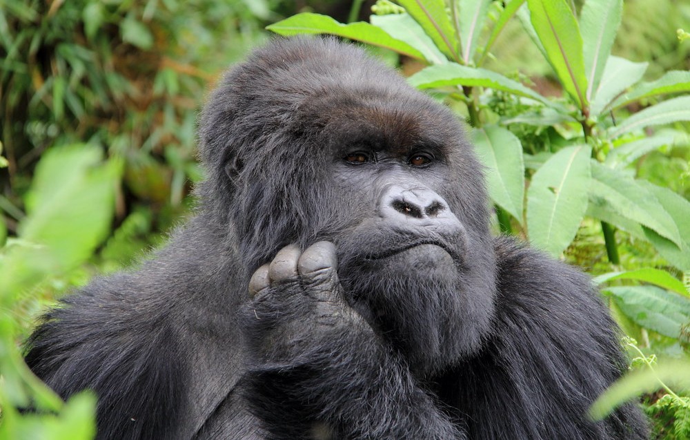 Hirwa Gorilla family borrows its name from Hirwa, a native Kinyarwanda word that translates into “Luck,”