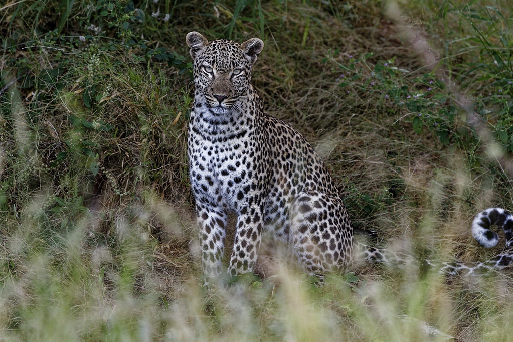 Uganda safari tour packages