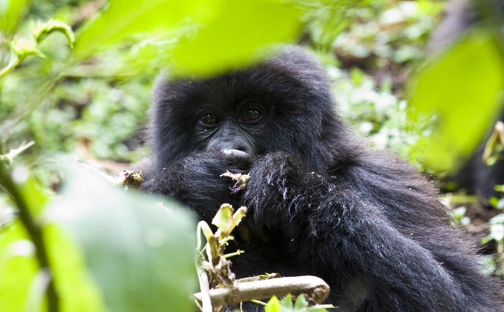 2026 Cost of Gorilla Trekking