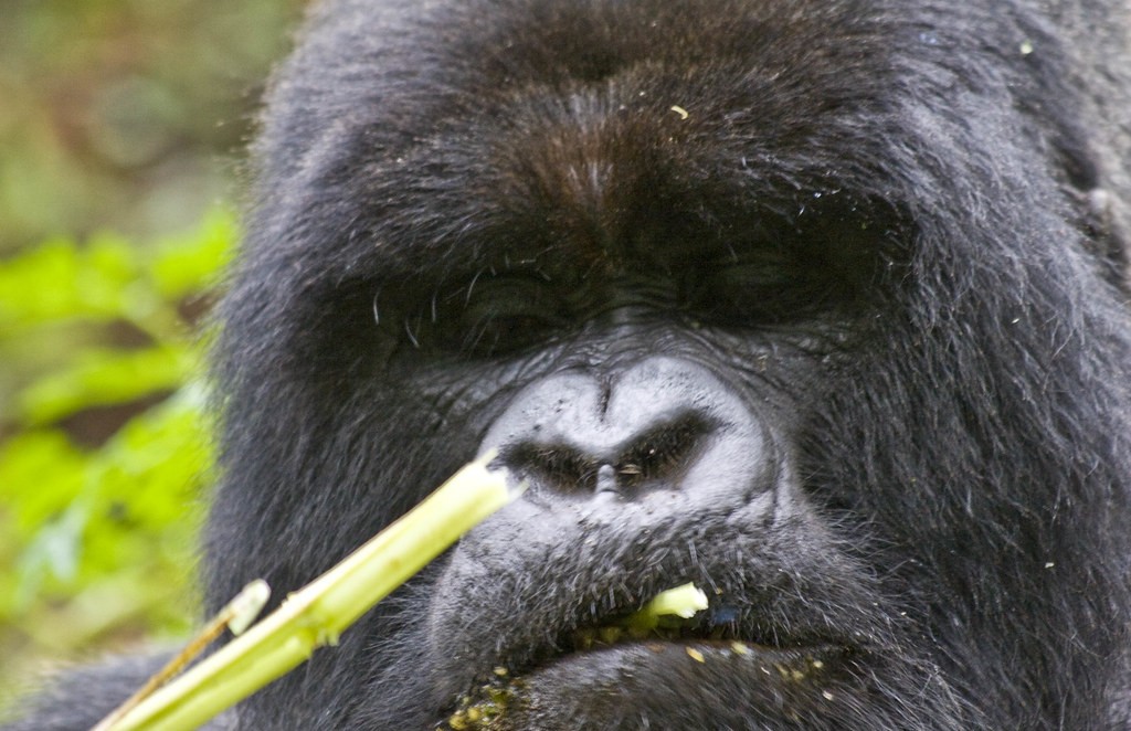 2026 gorilla permit costs