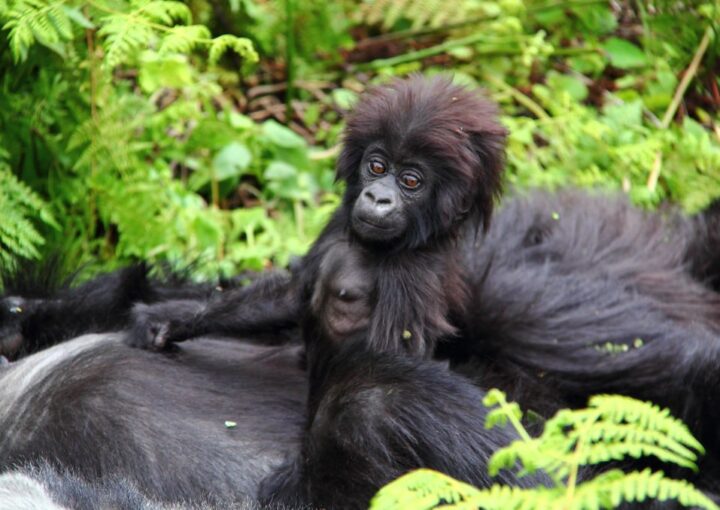 A Safari to Mgahinga Gorilla National Park