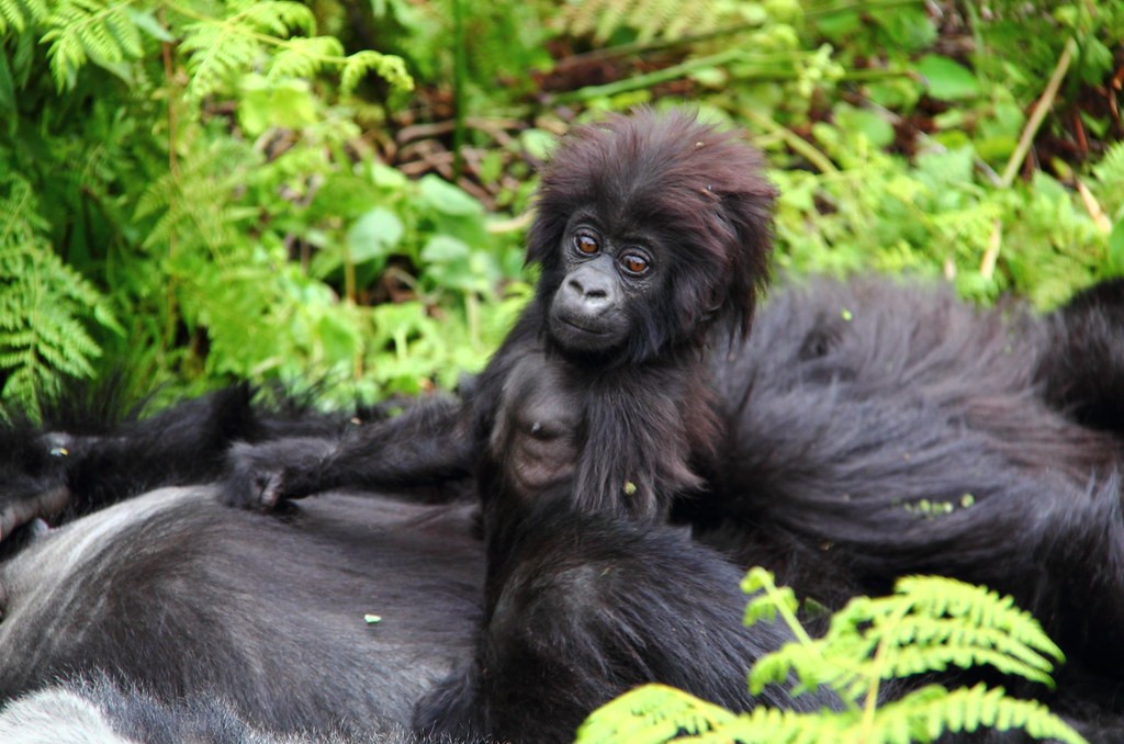 A Safari to Mgahinga Gorilla National Park