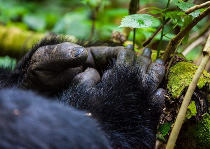 Best Gorilla Trekking Safari Packages