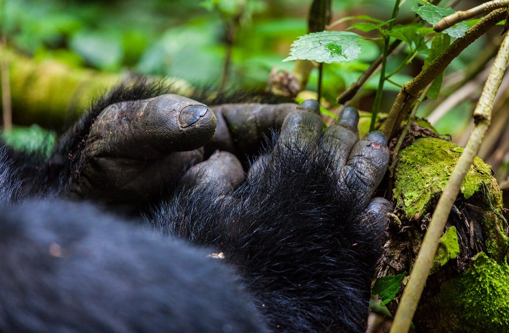 Best Gorilla Trekking Safari Packages