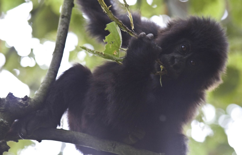 Best Time of Year for Gorilla Trekking