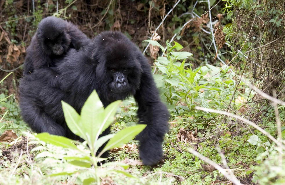 Best time for gorilla trekking