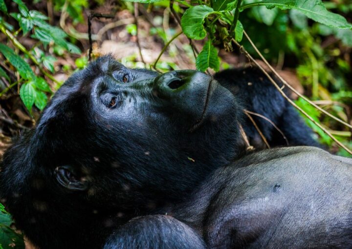 Best time to see Mountain gorillas