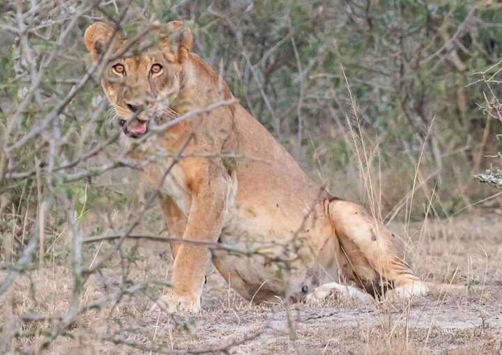 Best time to visit Queen Elizabeth National Park