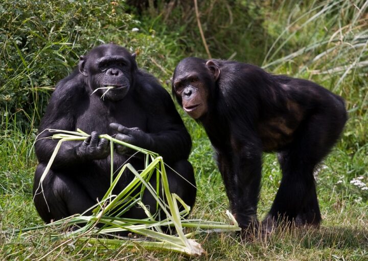 Budongo Forest Chimp Tours