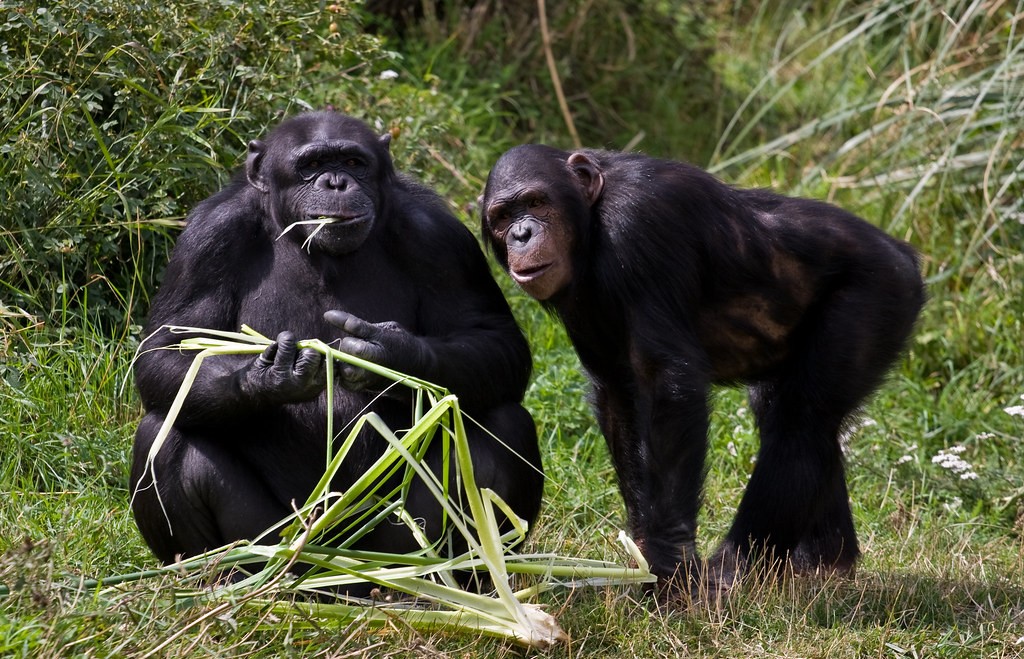 Budongo Forest Chimp Tours