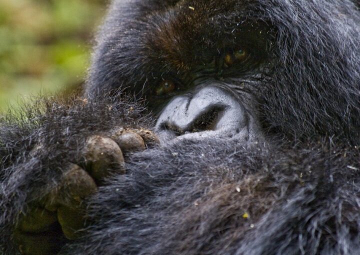 Bwindi Budget Gorilla Safari