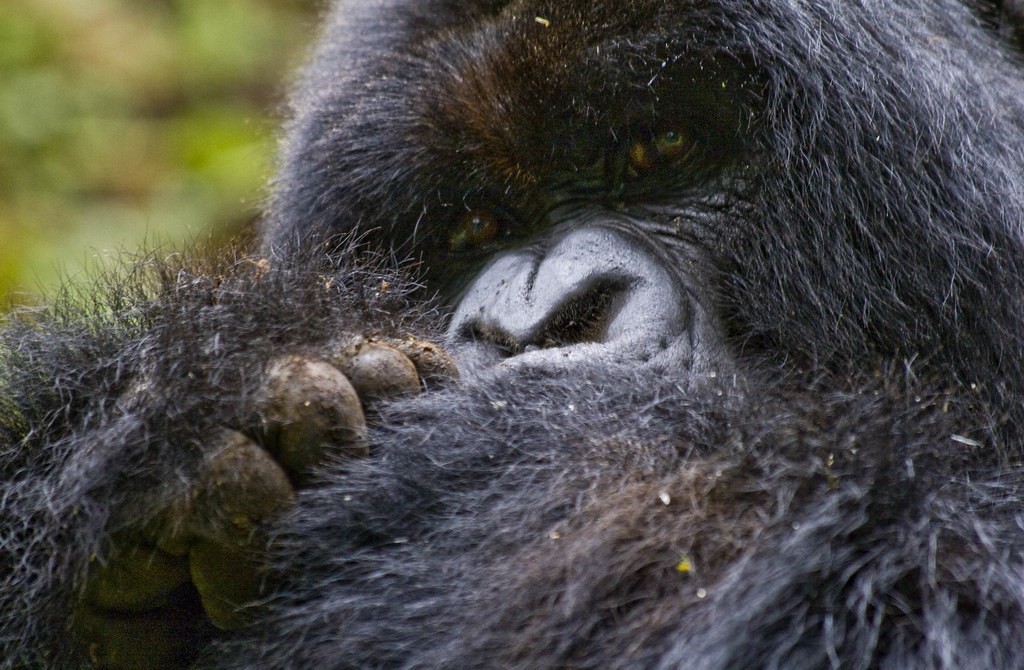 Bwindi Budget Gorilla Safari