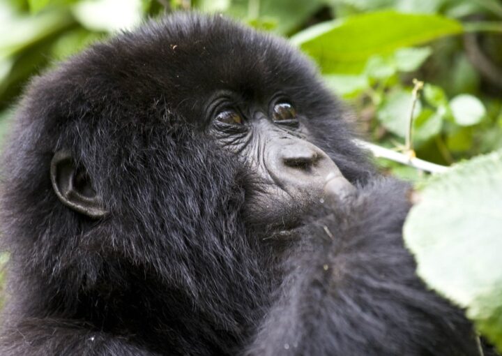 Bwindi Gorilla Photography Tips