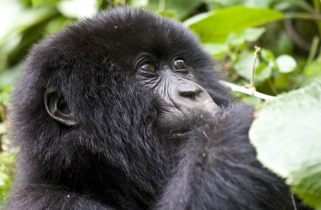Can mountain gorillas live in captivity