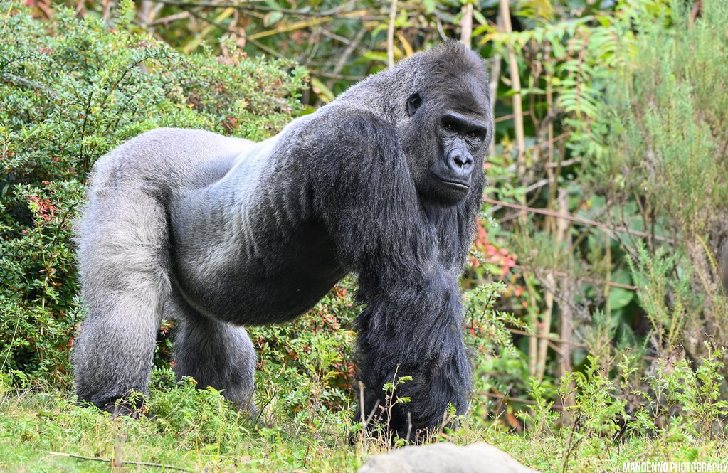 Can mountain gorillas mate with lowland gorillas