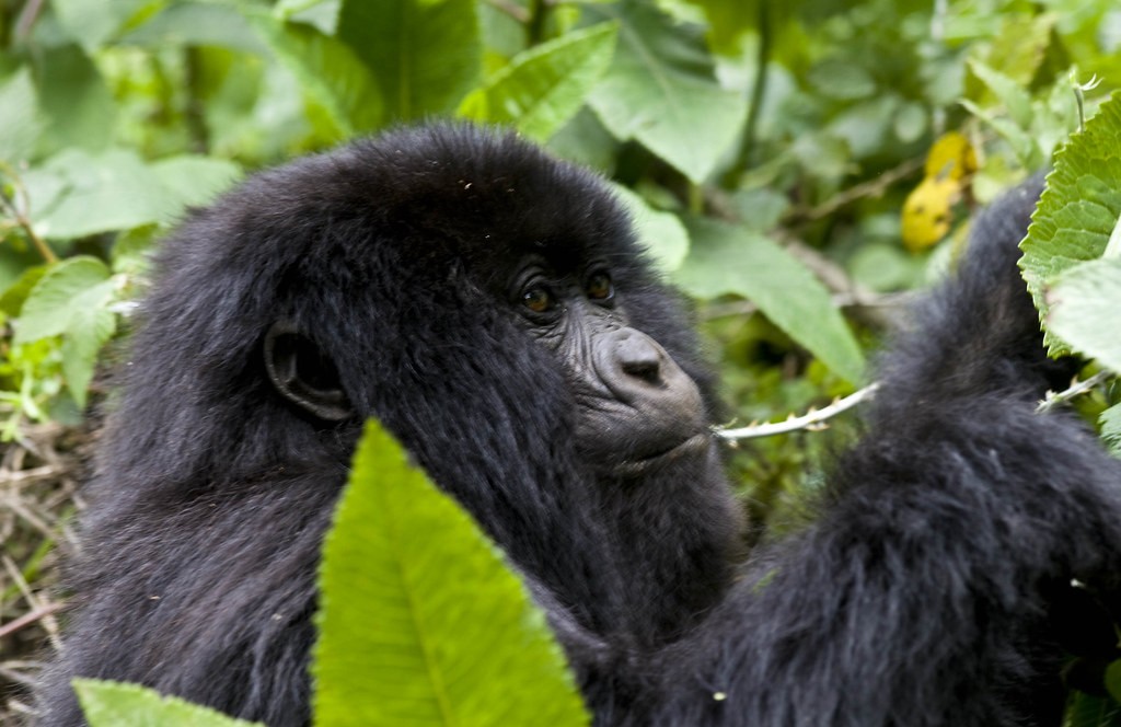 Can you see Mountain gorillas in Bwindi Forest National Park?