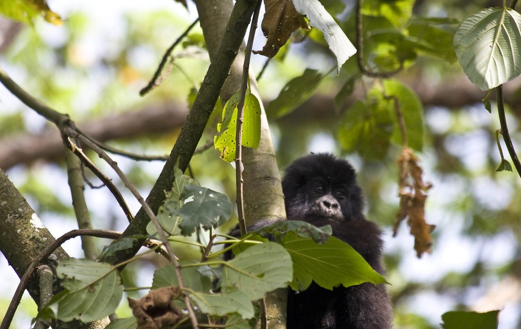 Conservation efforts for mountain gorillas