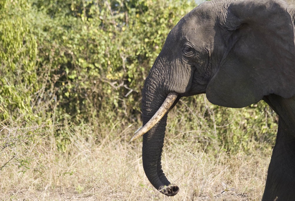 Exploring Paraa in Murchison Falls