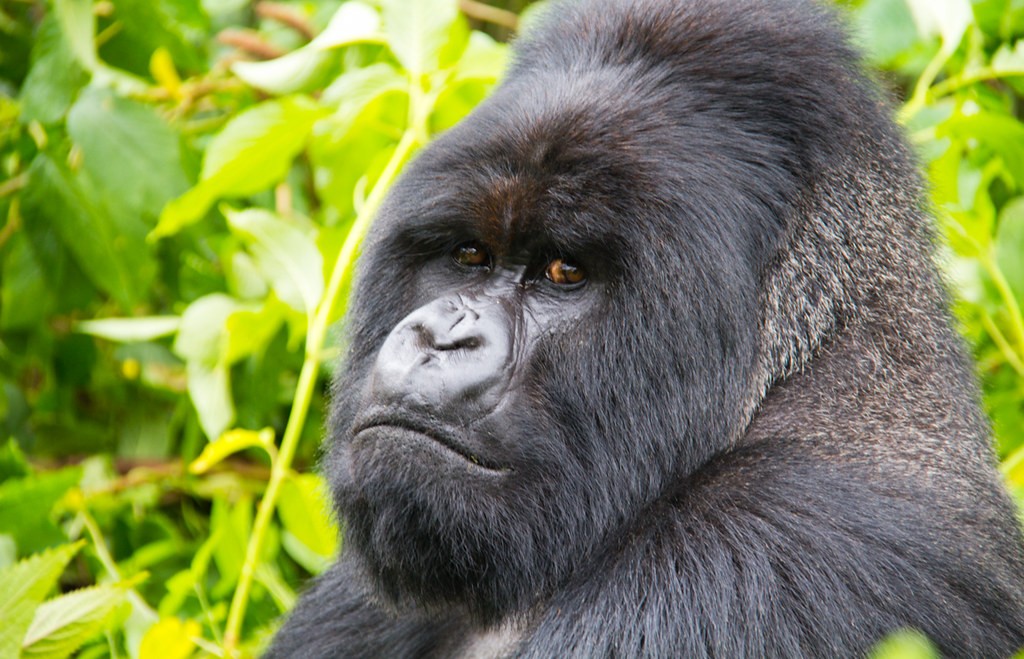 Family Friendly Gorilla Trekking