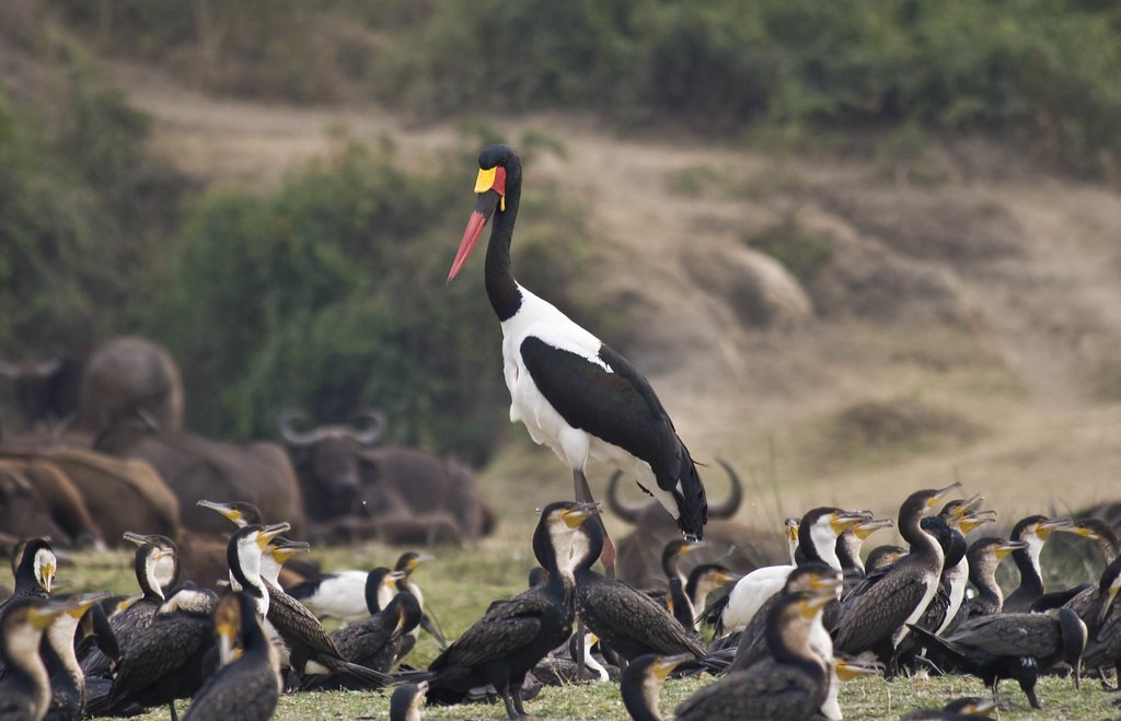 Flora and Fauna of Murchison Falls