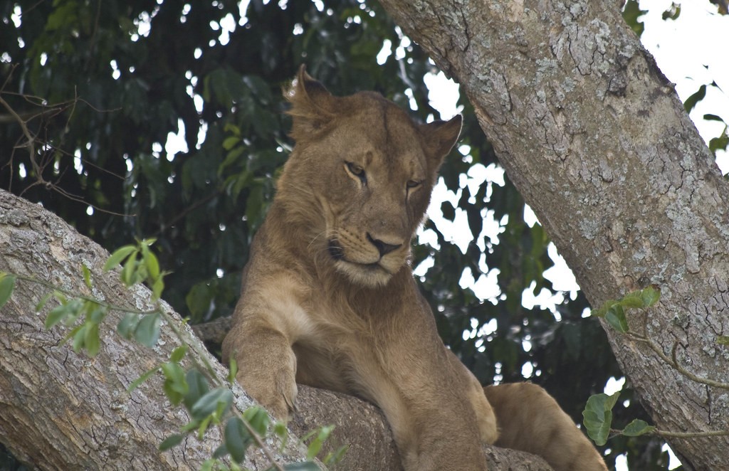 Game Drive vs Boat Cruise