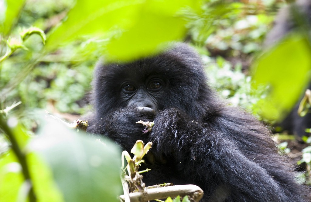 Gorilla Trekking Content Tips