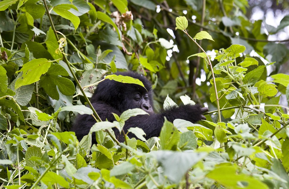 Gorilla trekking Uganda cost
