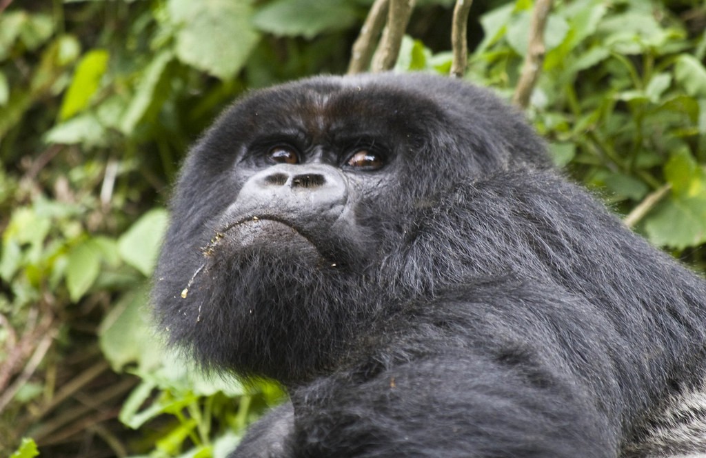 Gorilla trekking in Uganda in April