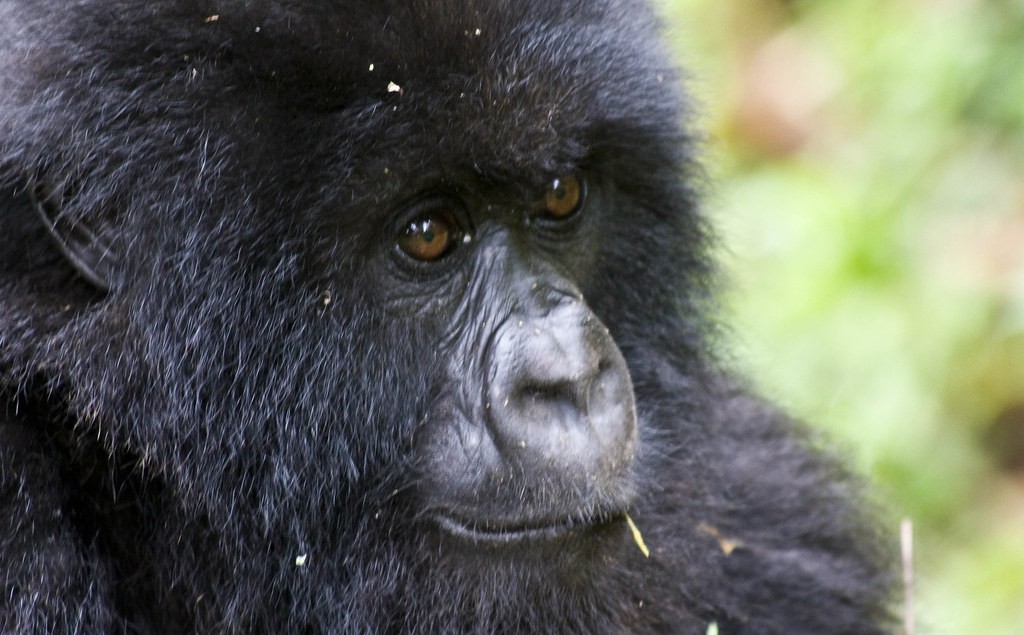 Gorilla trekking in Uganda with Rwanda