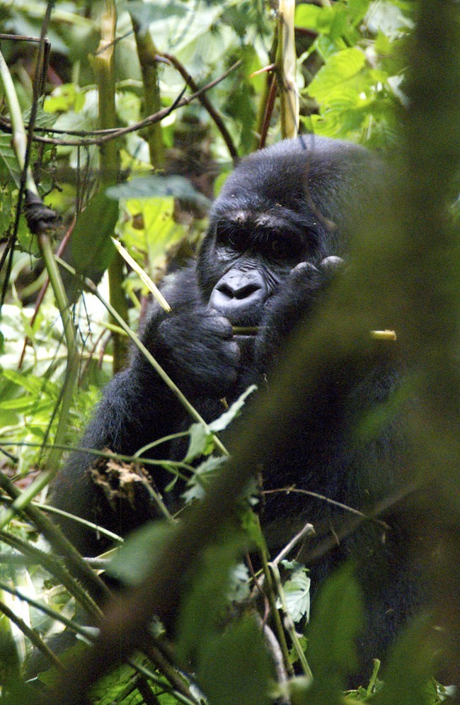 Gorilla trekking parks
