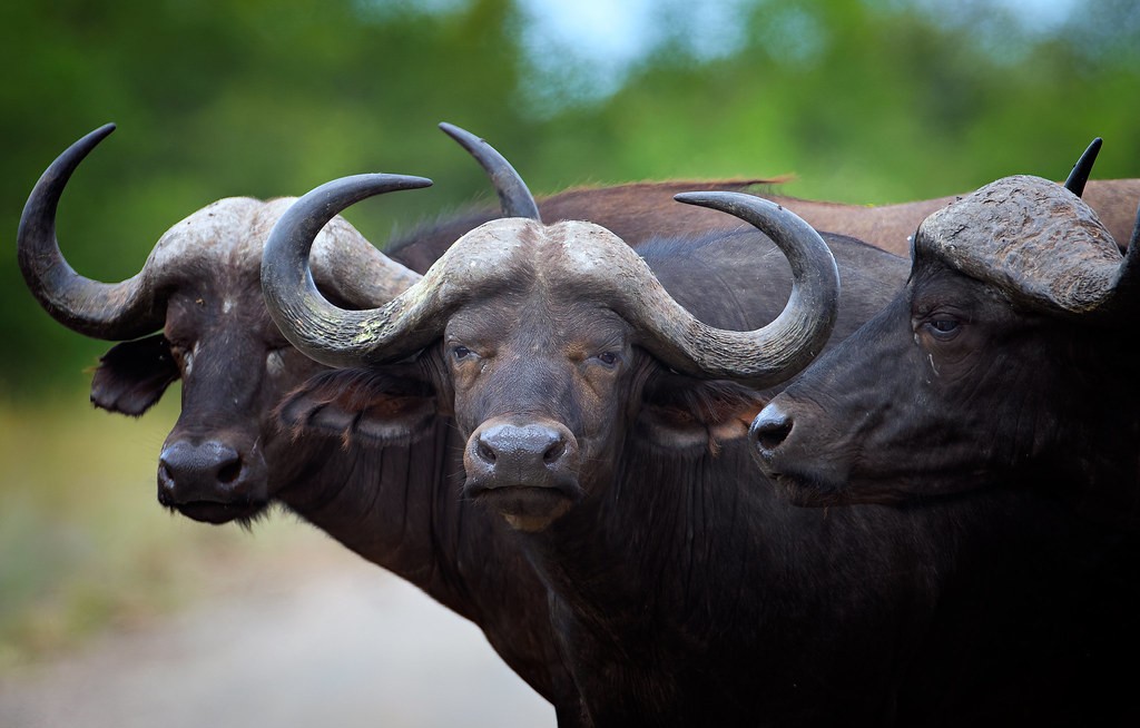History of Queen Elizabeth National Park