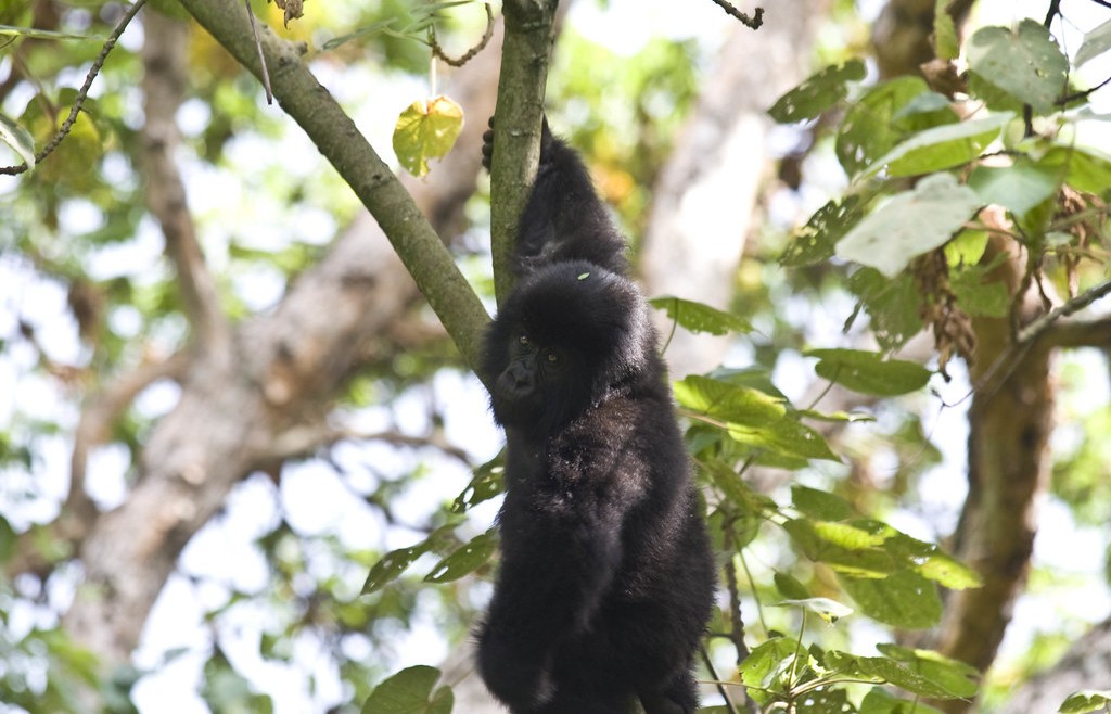 How Many Mountain Gorillas Are Left in the World?