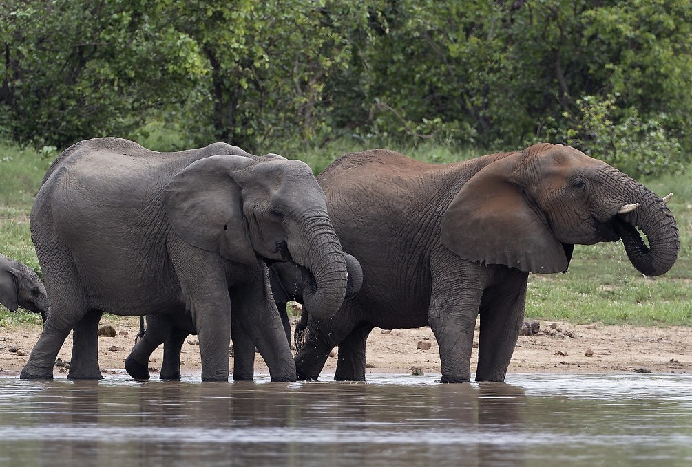 How Much Does a Safari Cost in Uganda