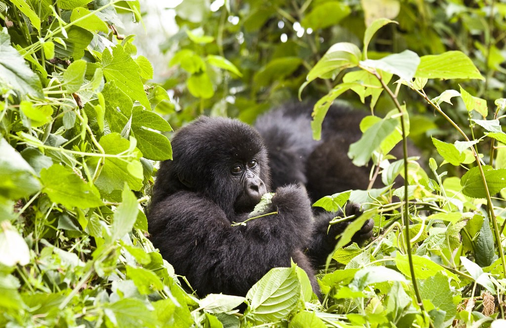 How hard is gorilla trekking in Uganda
