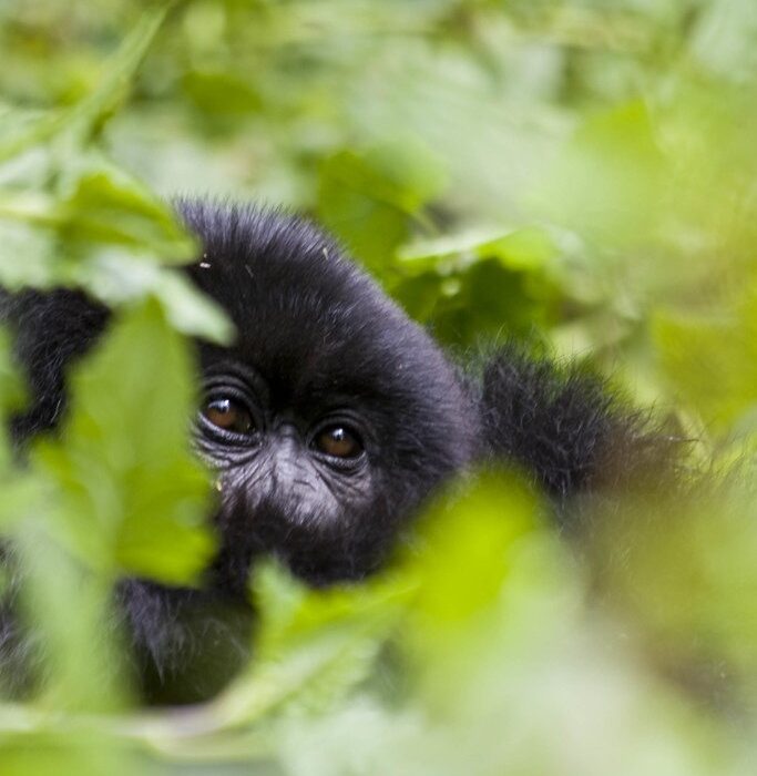 How much is gorilla trekking in Uganda in 2026