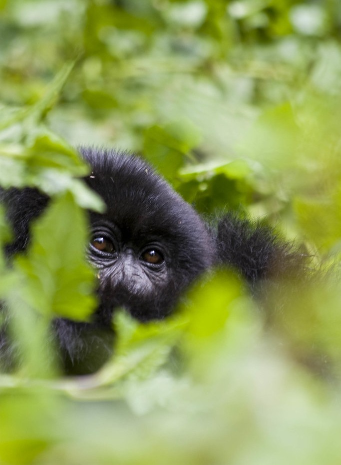 How much is gorilla trekking in Uganda in 2026