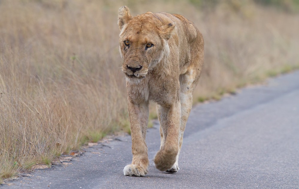 How to plan a safari to Queen Elizabeth National Park