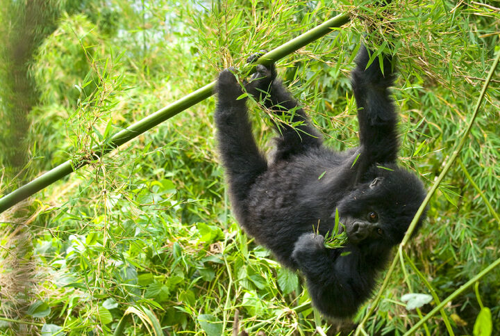 Impact of gorilla tourism in Uganda
