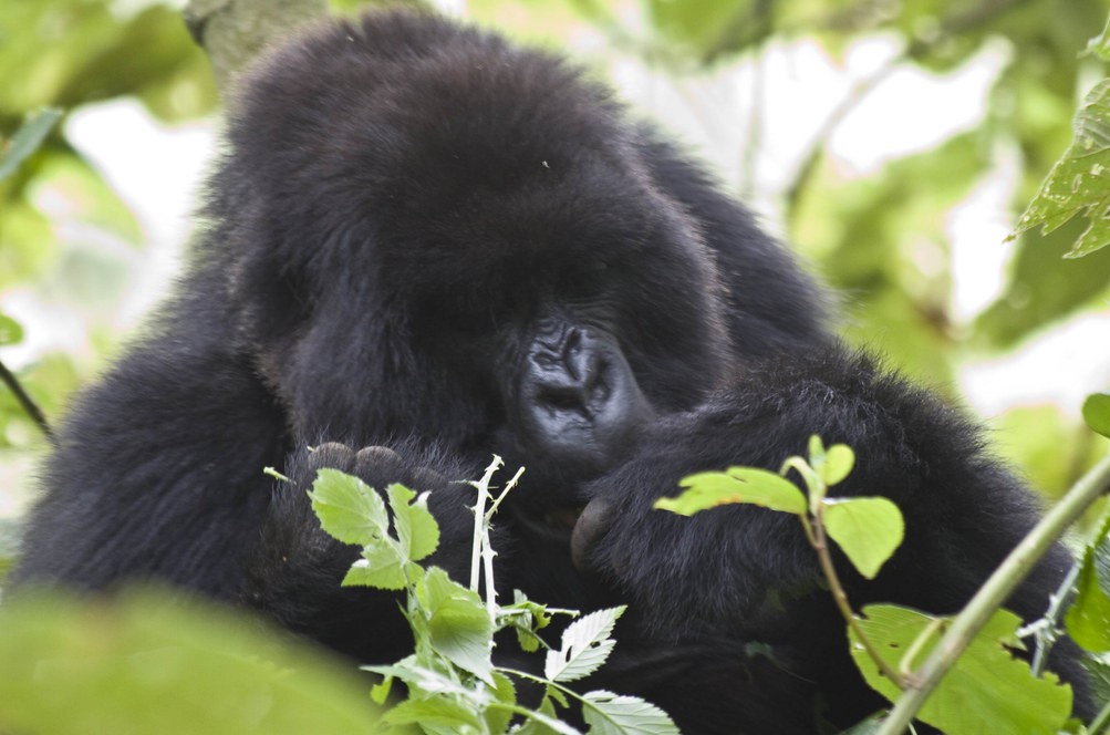 Is it safe to go gorilla trekking in Uganda?