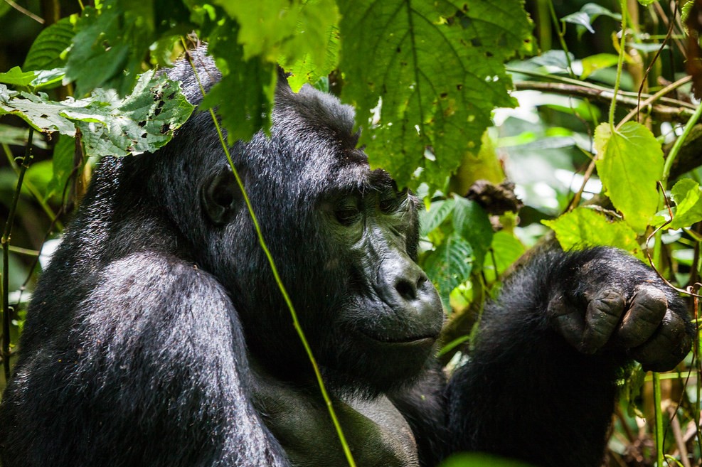 Karisimbi gorilla family in Rwanda