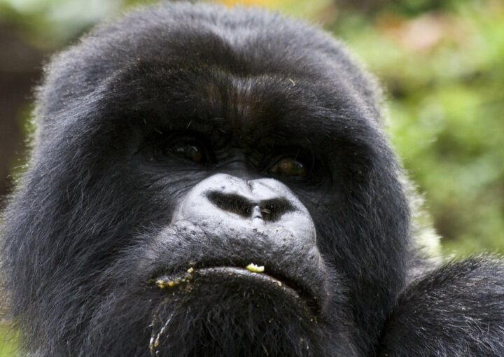 Kisoro gorilla trekking packages