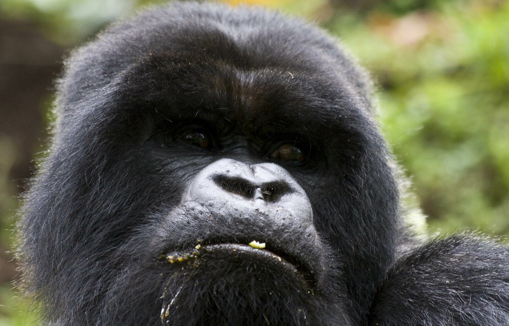 Kisoro gorilla trekking packages