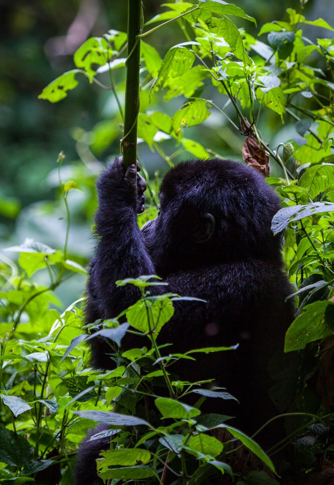 Kwitonda Gorilla Family