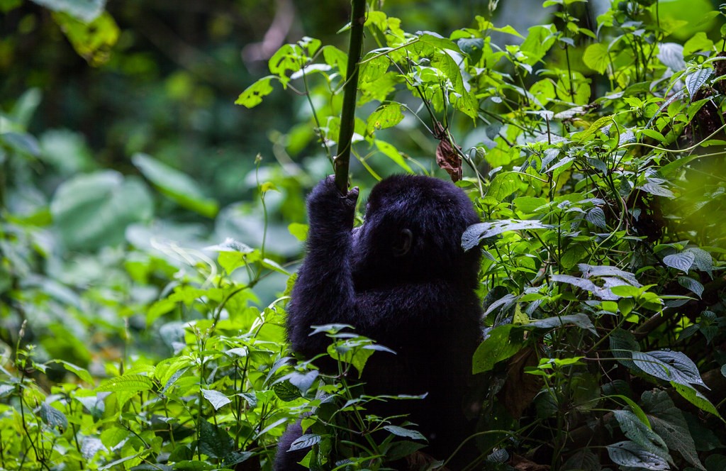 Kwitonda Gorilla Family