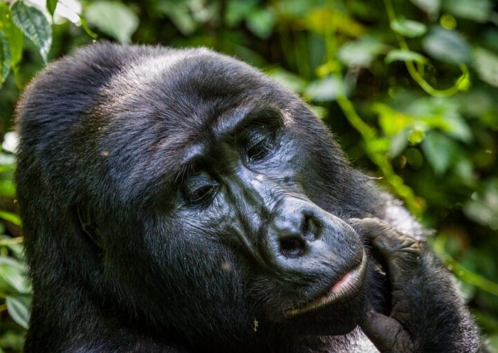 Mgahinga Gorilla trekking trip