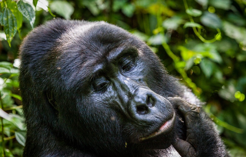 Mgahinga Gorilla trekking trip